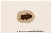 藏品(狗牙苔屬)的圖片